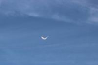 2018 Mullet Toss (16).jpg